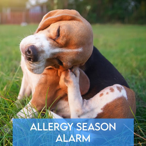 Allergy Season Alarm: Protecting Your Pet's Health this Spring - Pets Drug Mart