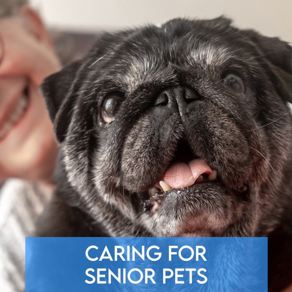 Caring for Senior Pets: Tips for Health, Comfort, and Well-Being - Pets Drug Mart