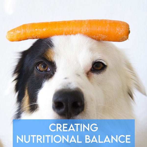 Creating Nutritional Balance: The Fundamentals of Homemade Pet Food and Supplementation - Pets Drug Mart