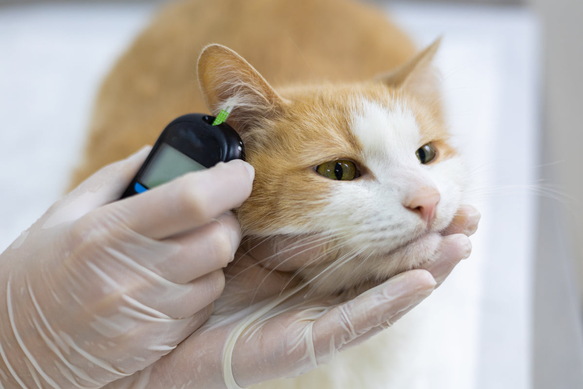 Diabetes in Dogs and Cats: Symptoms, Treatment & Daily Care - Pets Drug Mart