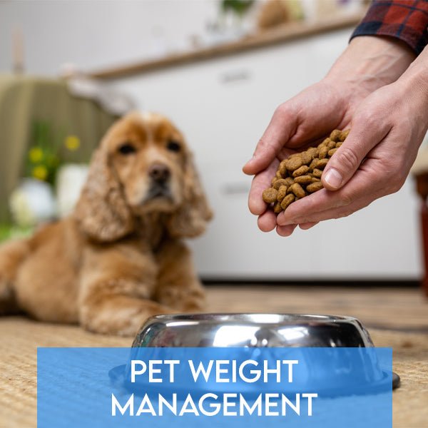 Effective Strategies for Pet Weight Management: Keeping Your Pets Healthy and Fit - Pets Drug Mart