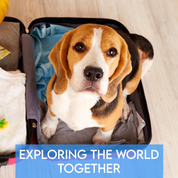 Exploring the World Together: A Guide to Traveling with Your Pet - Pets Drug Mart