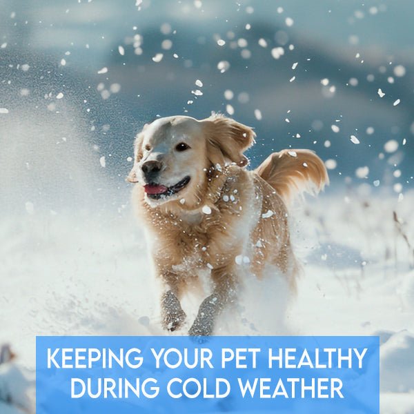 Keeping Your Pet Healthy During Cold Weather: Essential Tips for Winter Care - Pets Drug Mart