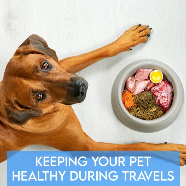 Keeping Your Pet Healthy During Travels - Choosing the Best B Vitamins - Pets Drug Mart