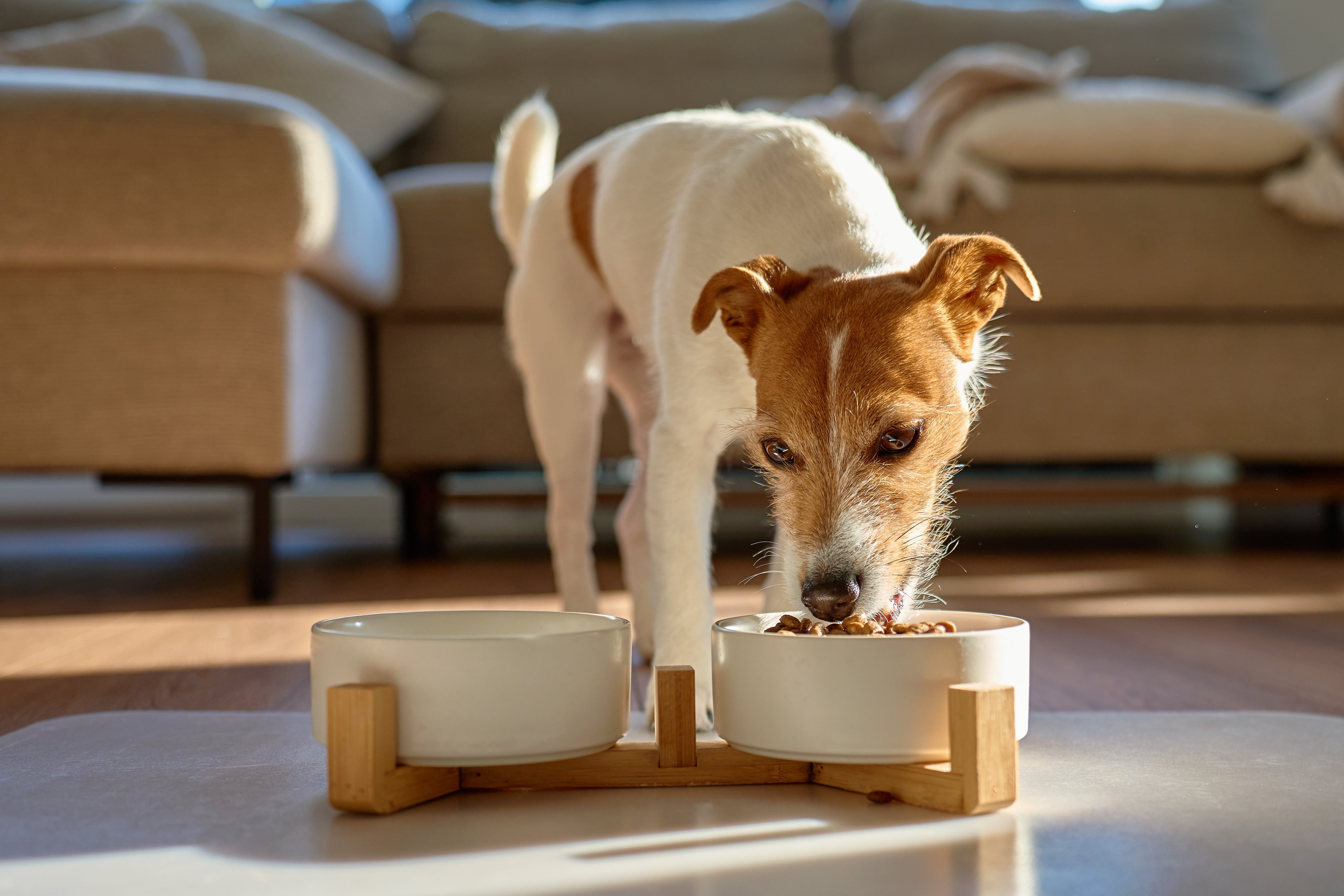 Pet Diets & Protein Sensitivities: Understanding Food Allergies in Dogs and Cats - Pets Drug Mart