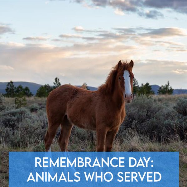 Remembrance Day: Honouring Animals Who’ve Served - Pets Drug Mart