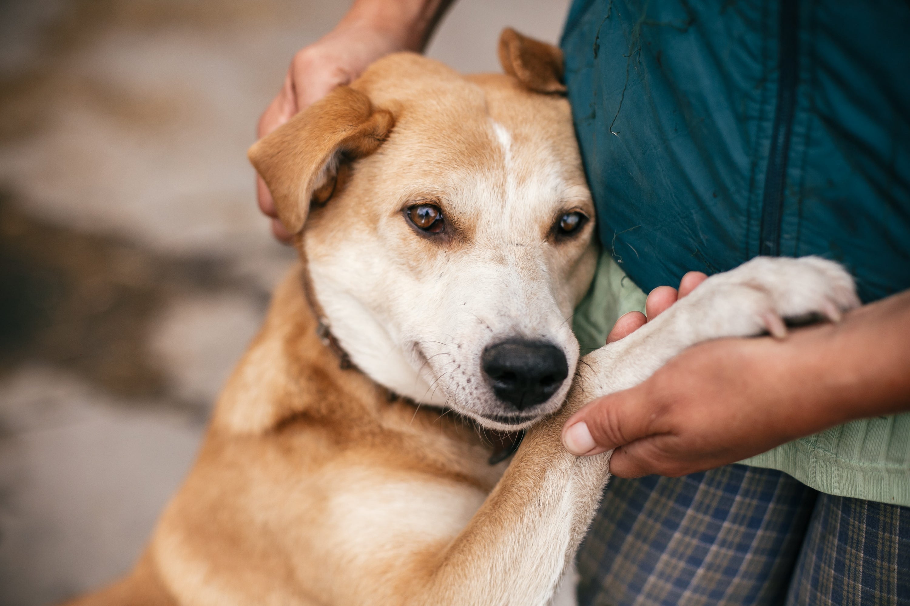 Senior Pet Wellness - Supporting Aging Pets Through the Winter Months - Pets Drug Mart
