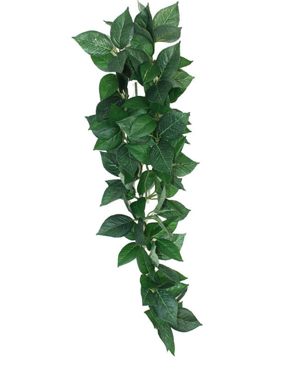 Komodo Sumatra Hanging Vine