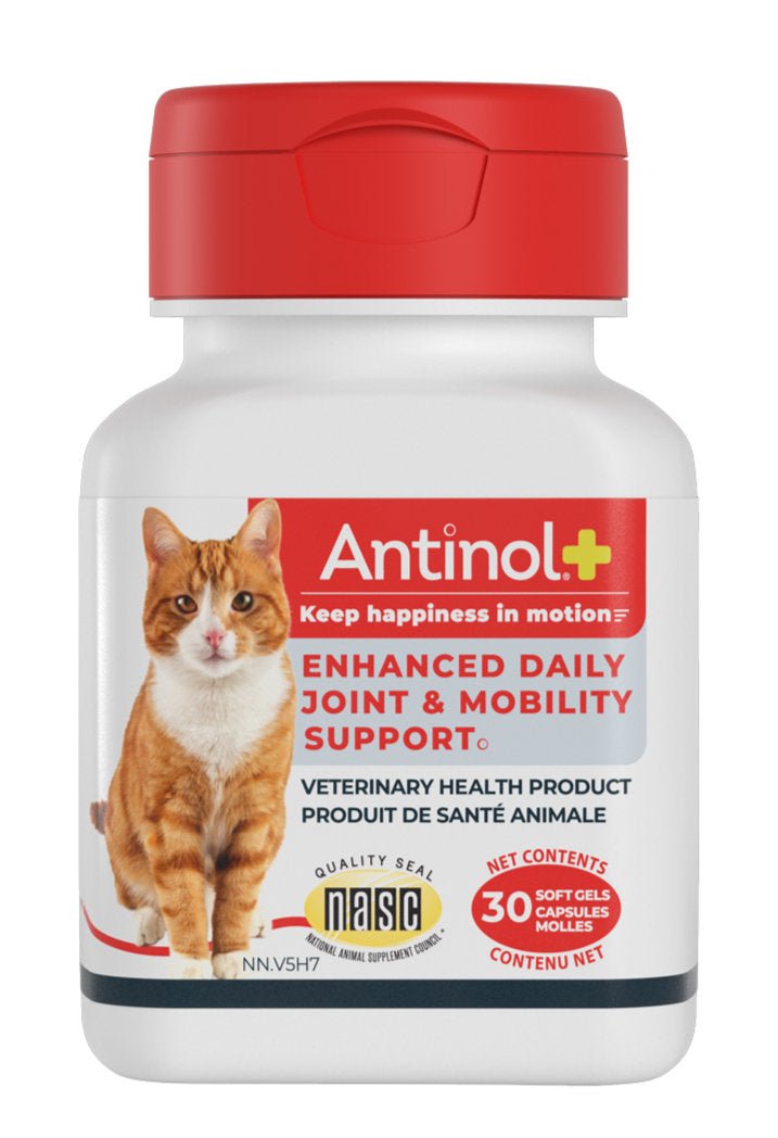 Antinol+ Enhanced Daily Joint & Mobility Supplement for Cats - Pets Drug Mart