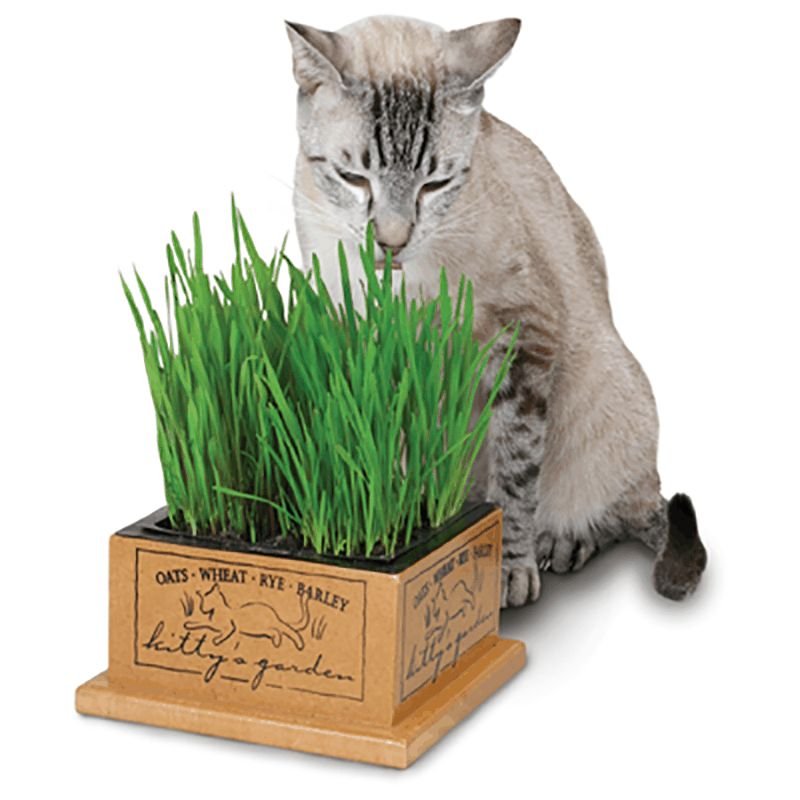 SmartCat Kitty's Garden Edible Grass Planter - Pets Drug Mart