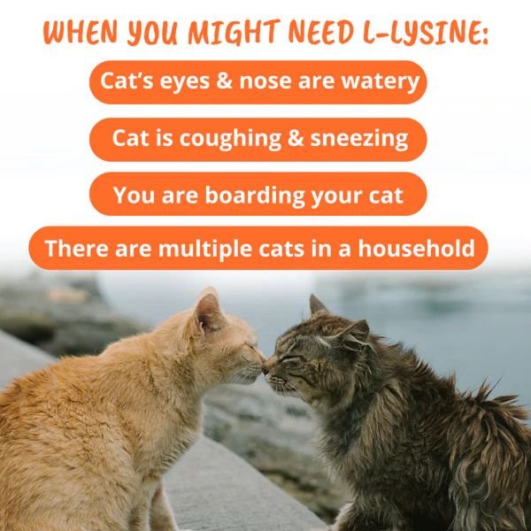 Under The Weather L - Lysine Soft Chews for Cat - Pets Drug Mart