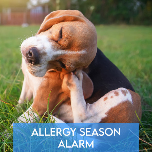Allergy Season Alarm: Protecting Your Pet's Health this Spring