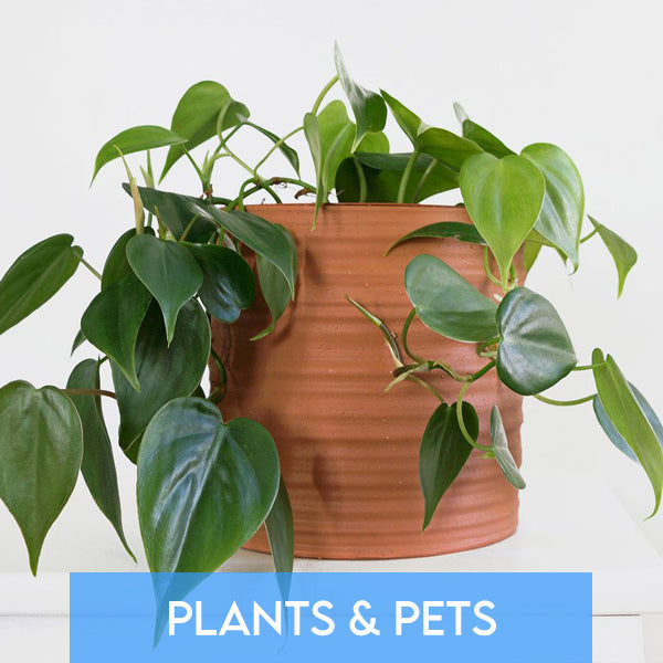 Plants & Pets