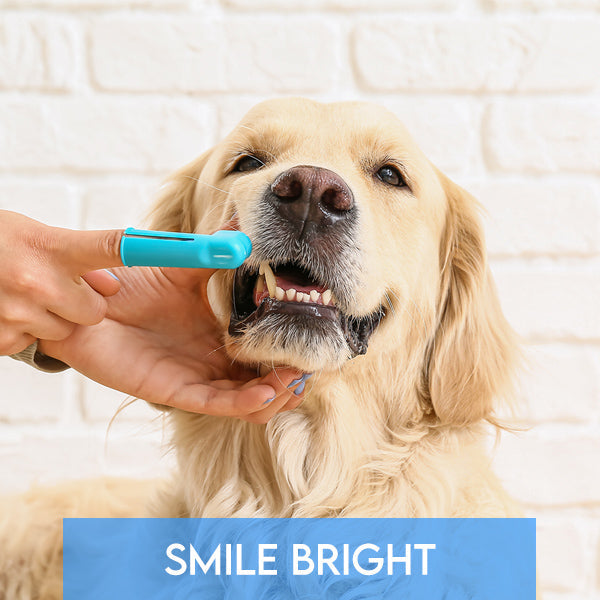 Smile Bright: A Guide to Pet Dental Health and Happy Teeth