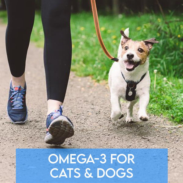 Omega-3 for Cats & Dogs: The Full-Body Benefits of Fish Oil