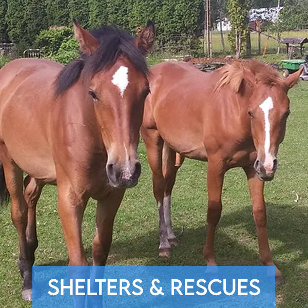 Shelters & Rescues by PetsDrugMart