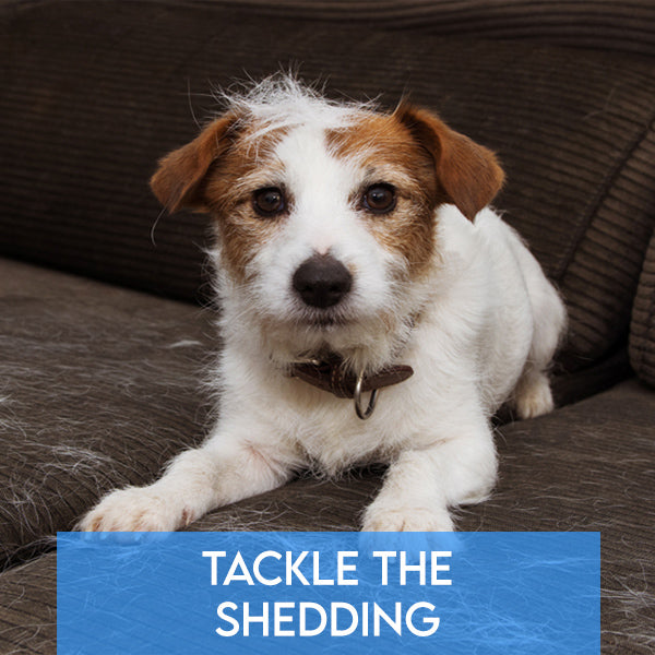 Tackle the Shedding: Tips for Managing Your Pet's Summer Shedding