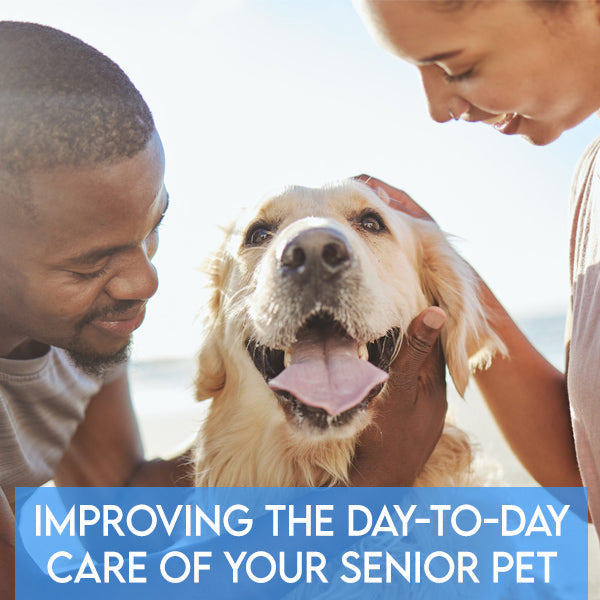 Improving the Day-to-Day Care of Your Senior Pet