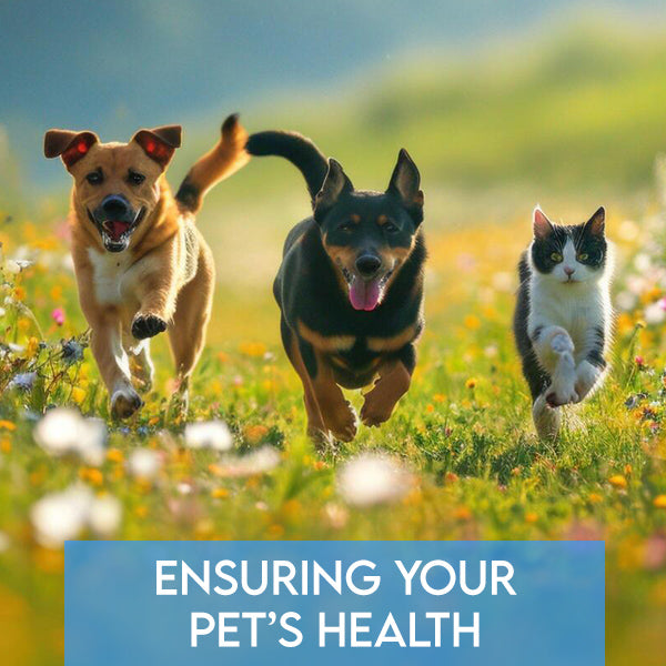 Ensuring Your Pet’s Health: Working With Your Veterinarian for Optimal Wellness