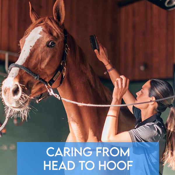 Caring from Head to Hoof: Your Complete Horse Grooming Checklist