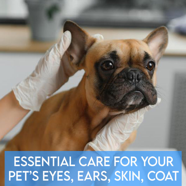Essential Care for Your Pet’s Eyes, Ears, Skin, and Coat: What to Watch For and How to Help