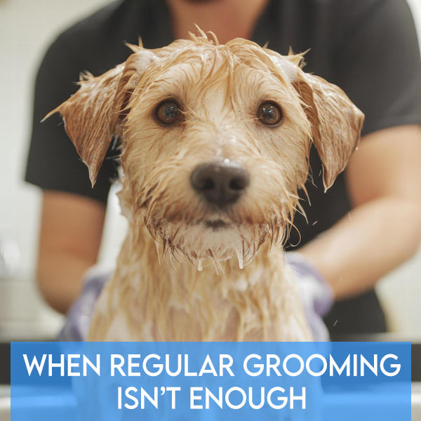 When Regular Grooming Isn’t Enough: Dealing With the “Extra” Stuff