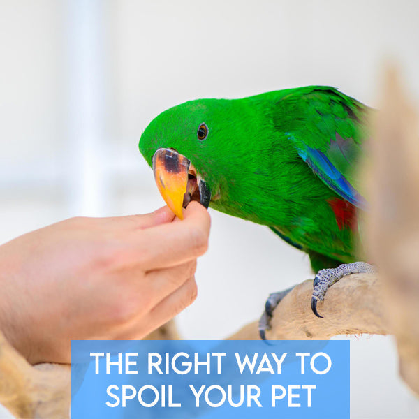 The Right Way to Spoil Your Pet