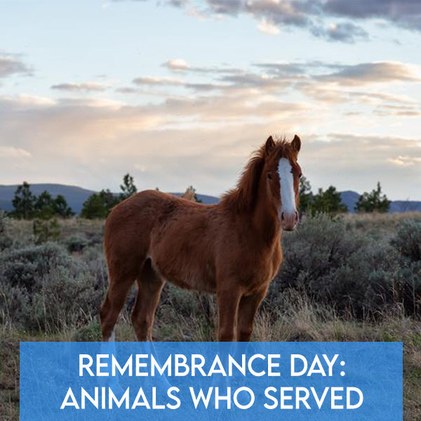 Remembrance Day: Honouring Animals Who’ve Served