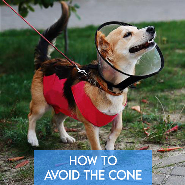 How to Avoid the Cone: Post-Surgery Tips for Cats and Dogs