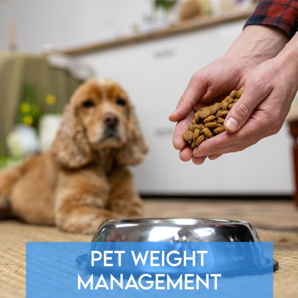 Effective Strategies for Pet Weight Management: Keeping Your Pets Healthy and Fit
