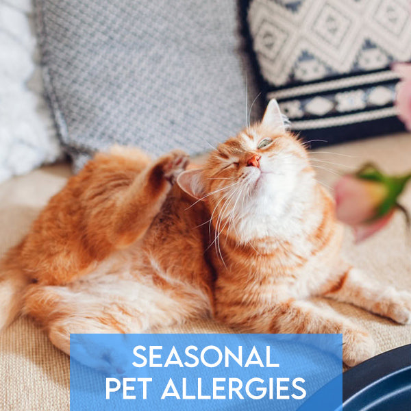 Seasonal Pet Allergies: Help Your Furry Friends Feel Their Best