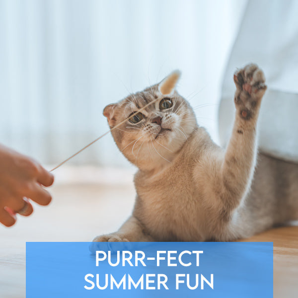 Purr-fect Summer Fun: Indoor Activities with Your Cat