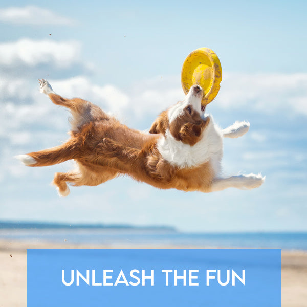 Unleash the Fun - Summer Adventures with Your Furry Friends