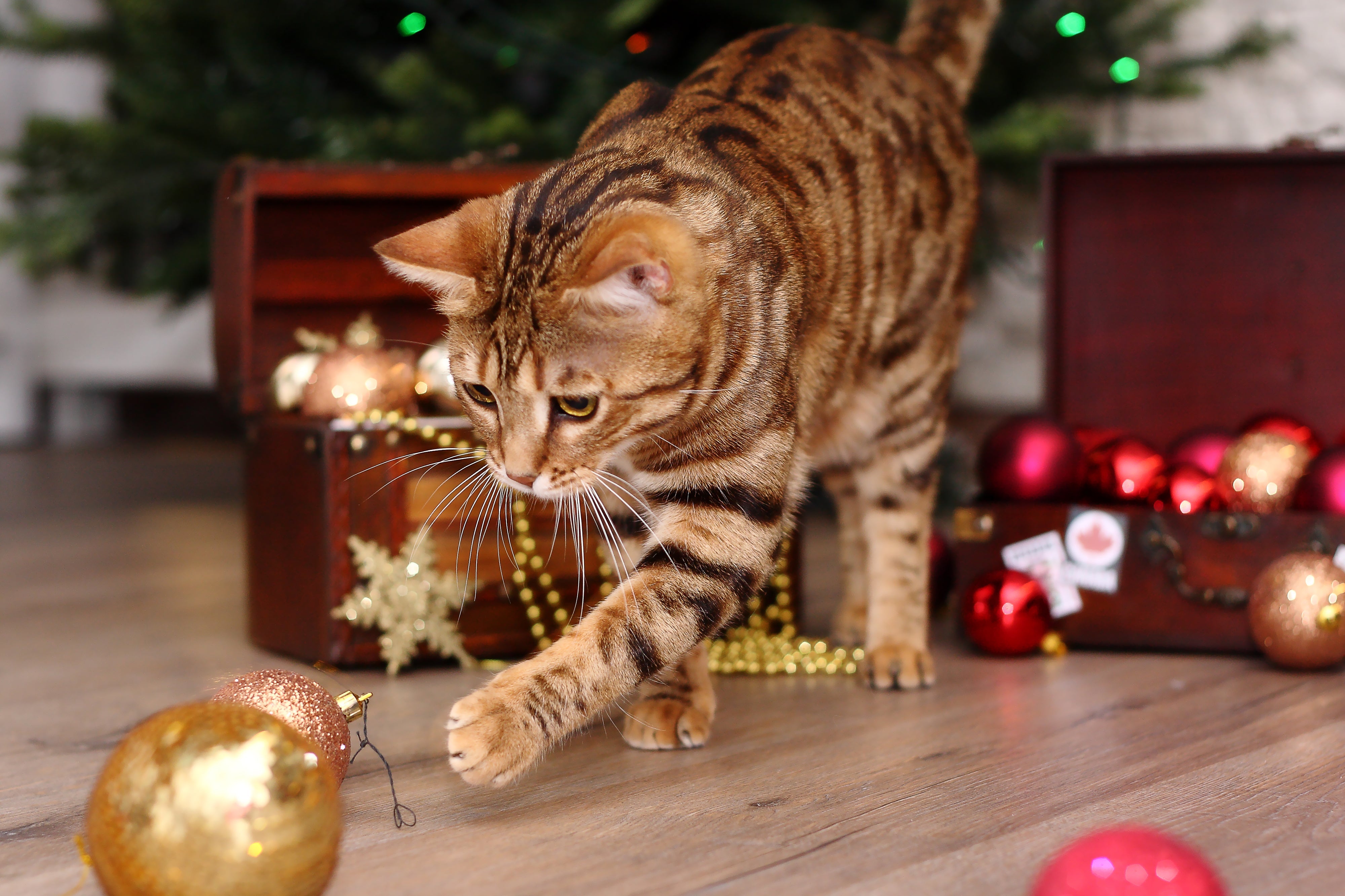 The Holiday Pet Safety Checklist: Avoid These At-Home Hazards
