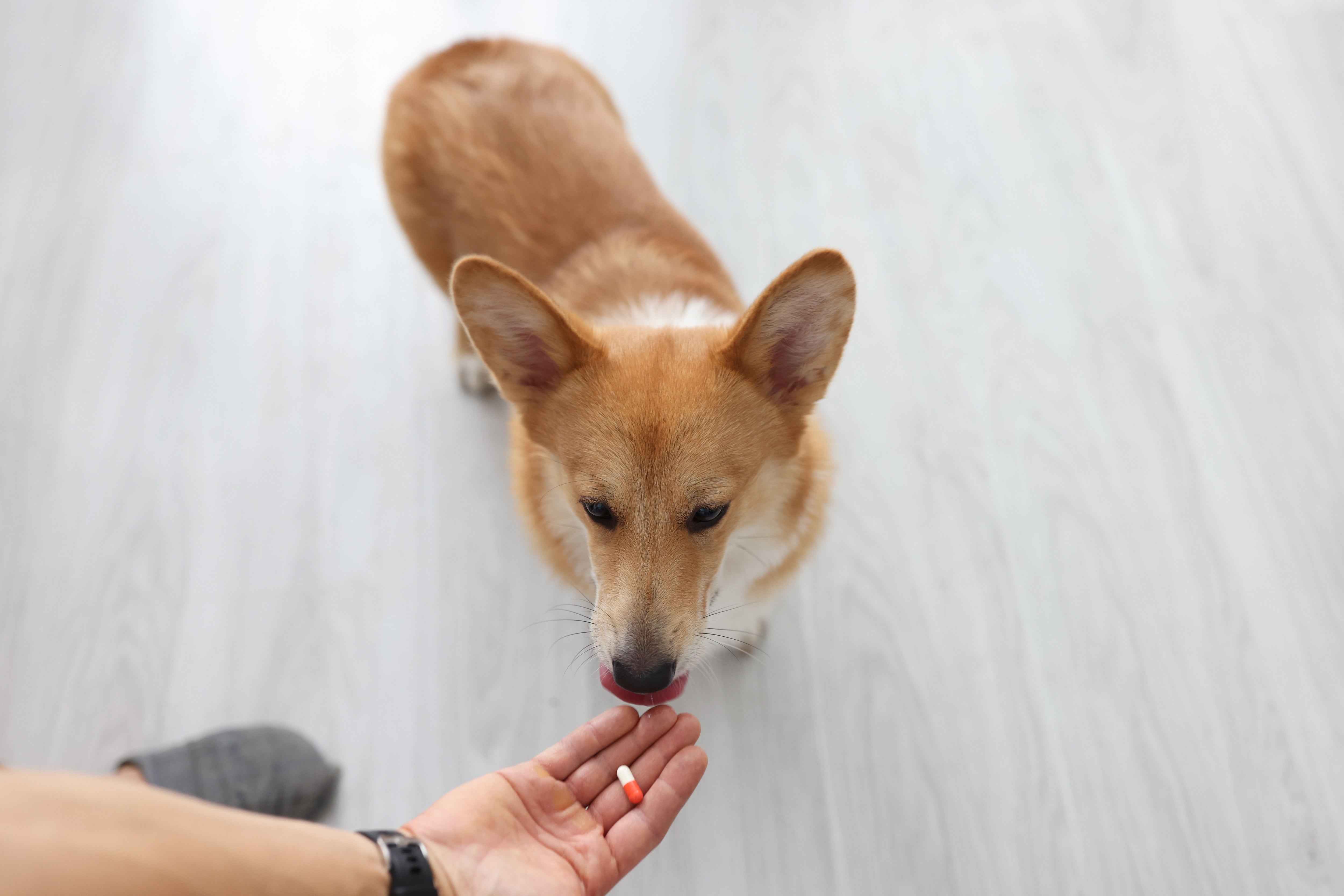 Compounding 101: Custom Medications That Make Pet Care Easier