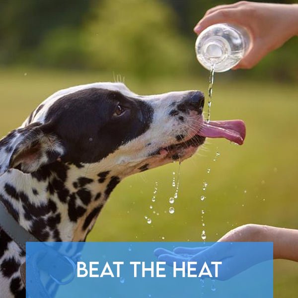 Beat the Heat: What to Do (and What Not to Do) to Keep Your Pets Safe This Summer - Pets Drug Mart