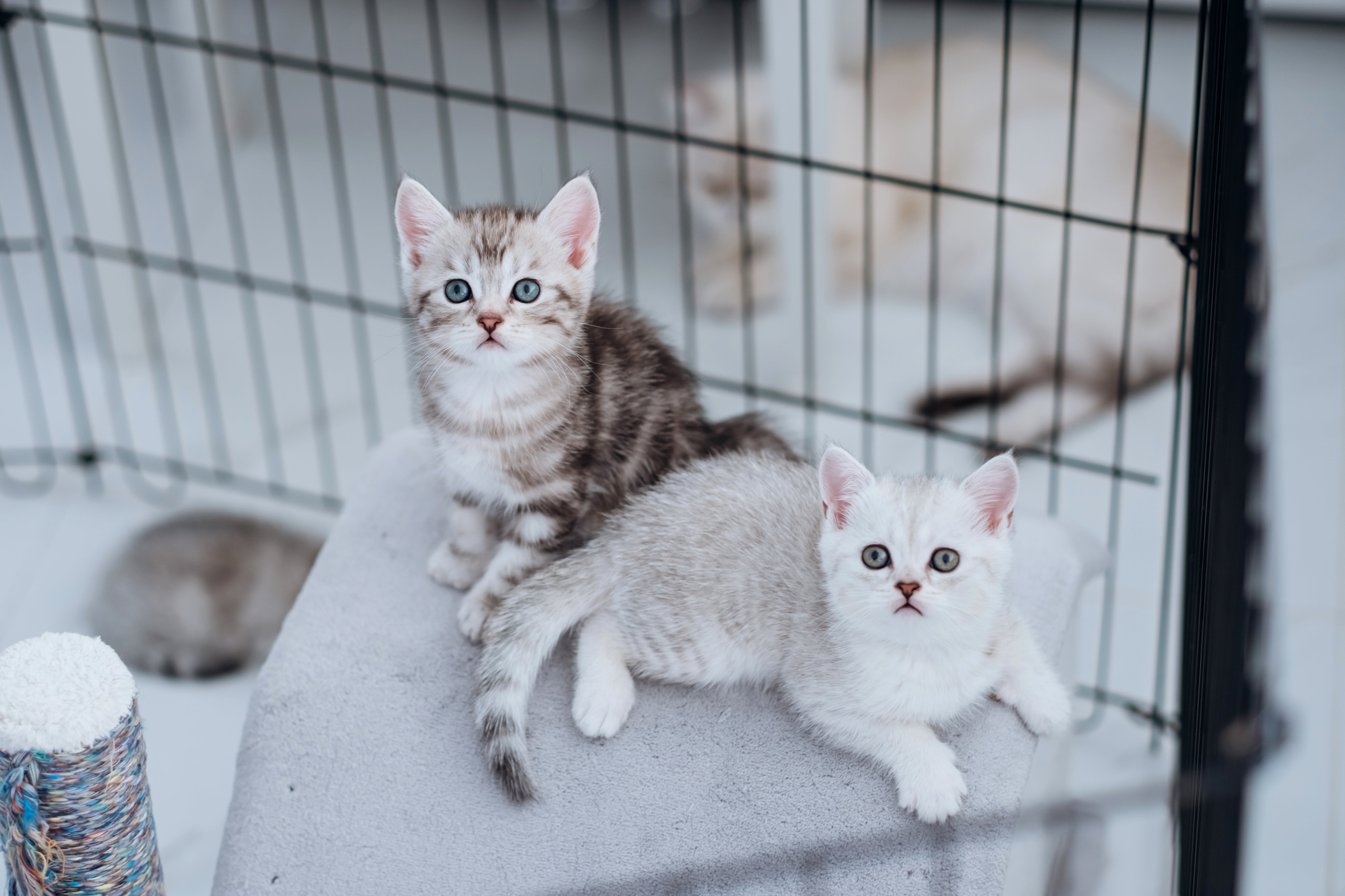 Bringing Home a Cat: Adoption Tips for Kittens and Adult Cats - Pets Drug Mart