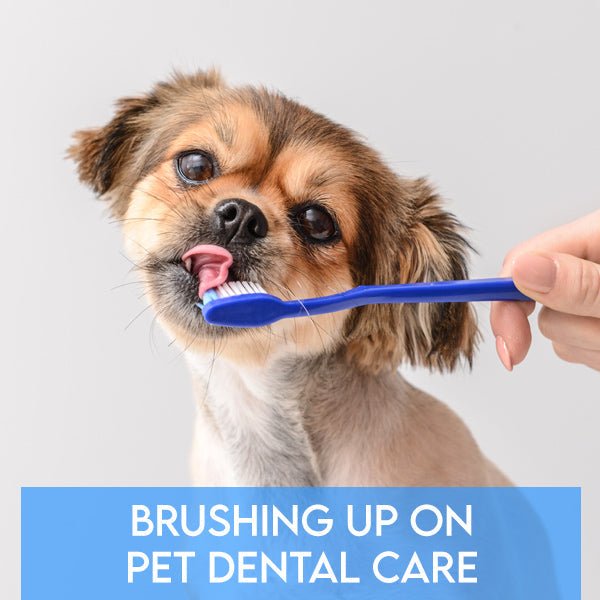 Brushing Up on Pet Dental Care: A Gentle Guide for a Pet Parent - Pets Drug Mart