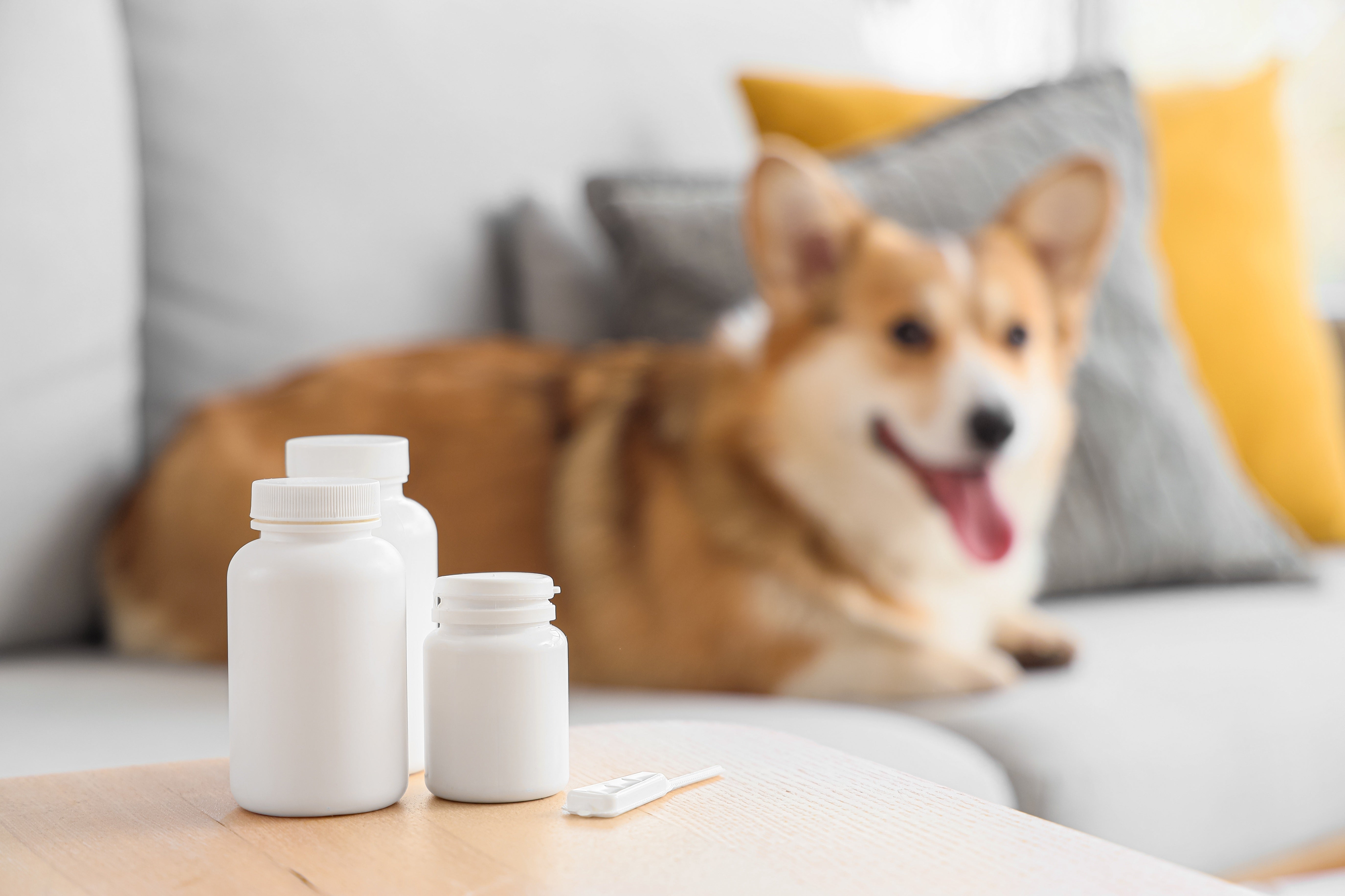Can Pets Take Human Medications? What Every Pet Owner Should Know - Pets Drug Mart