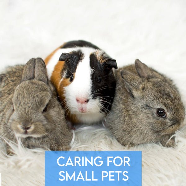 Caring for Small Pets: Rabbits, Hamsters, and Guinea Pigs Made Simple - Pets Drug Mart