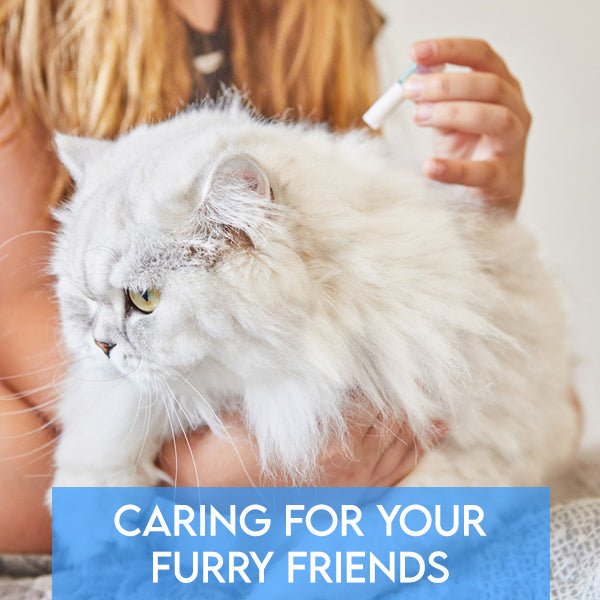 Caring for Your Furry Friends: Navigating Heartworm, Flea, and Tick Season with Expert Advice and Prescription Solutions from PetsDrugMart - Pets Drug Mart