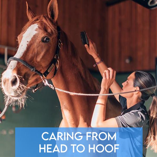 Caring from Head to Hoof: Your Complete Horse Grooming Checklist - Pets Drug Mart