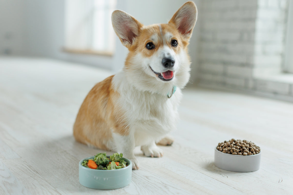 Common Vitamin Deficiencies in Pets: What Are They & What to Do - Pets Drug Mart