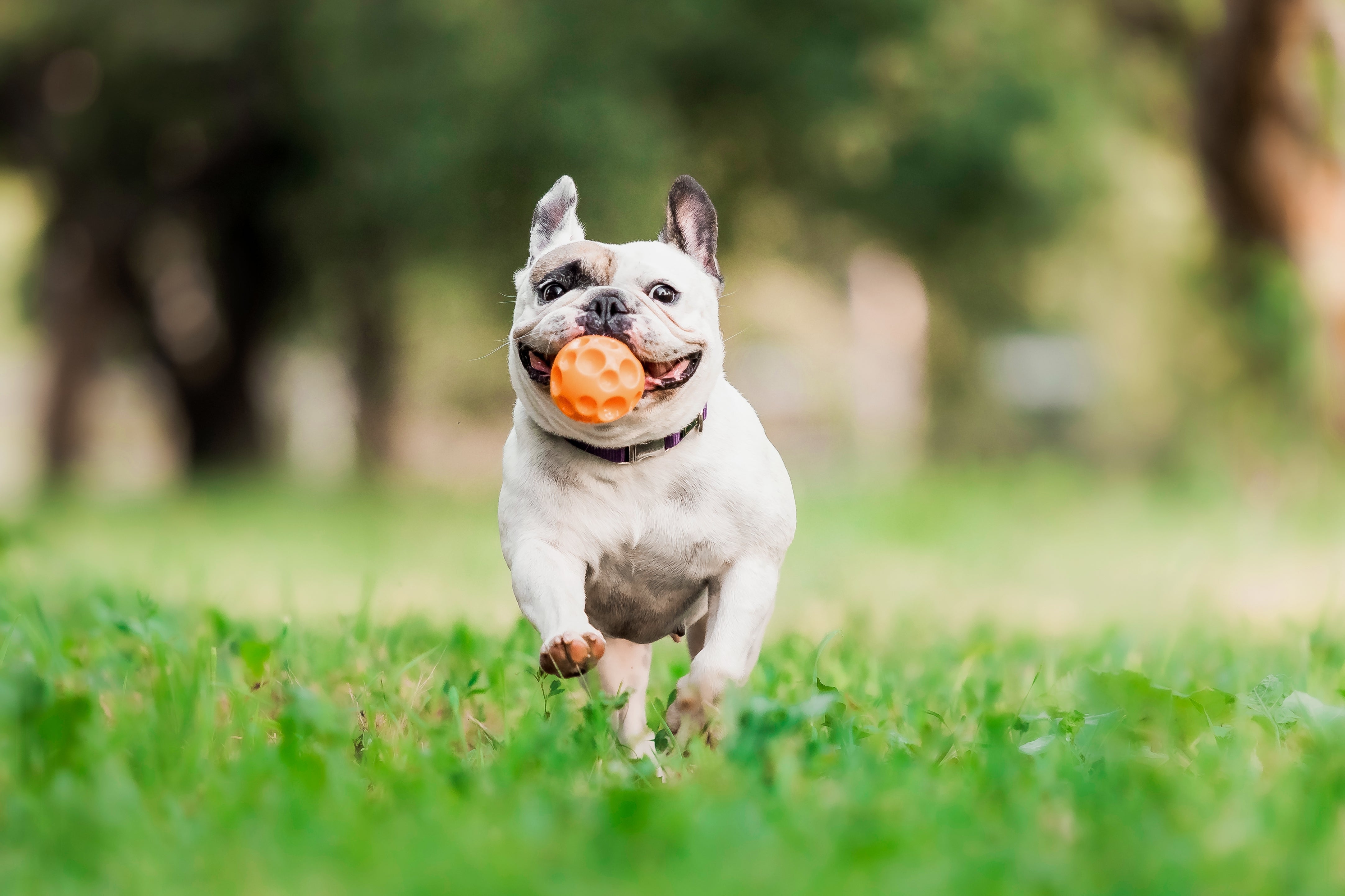 Dog Park Ready: How to Prepare Your Pet for a Safe and Social Season - Pets Drug Mart