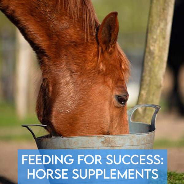 Feeding for Success: How Supplements Support Your Horse’s Health - Pets Drug Mart