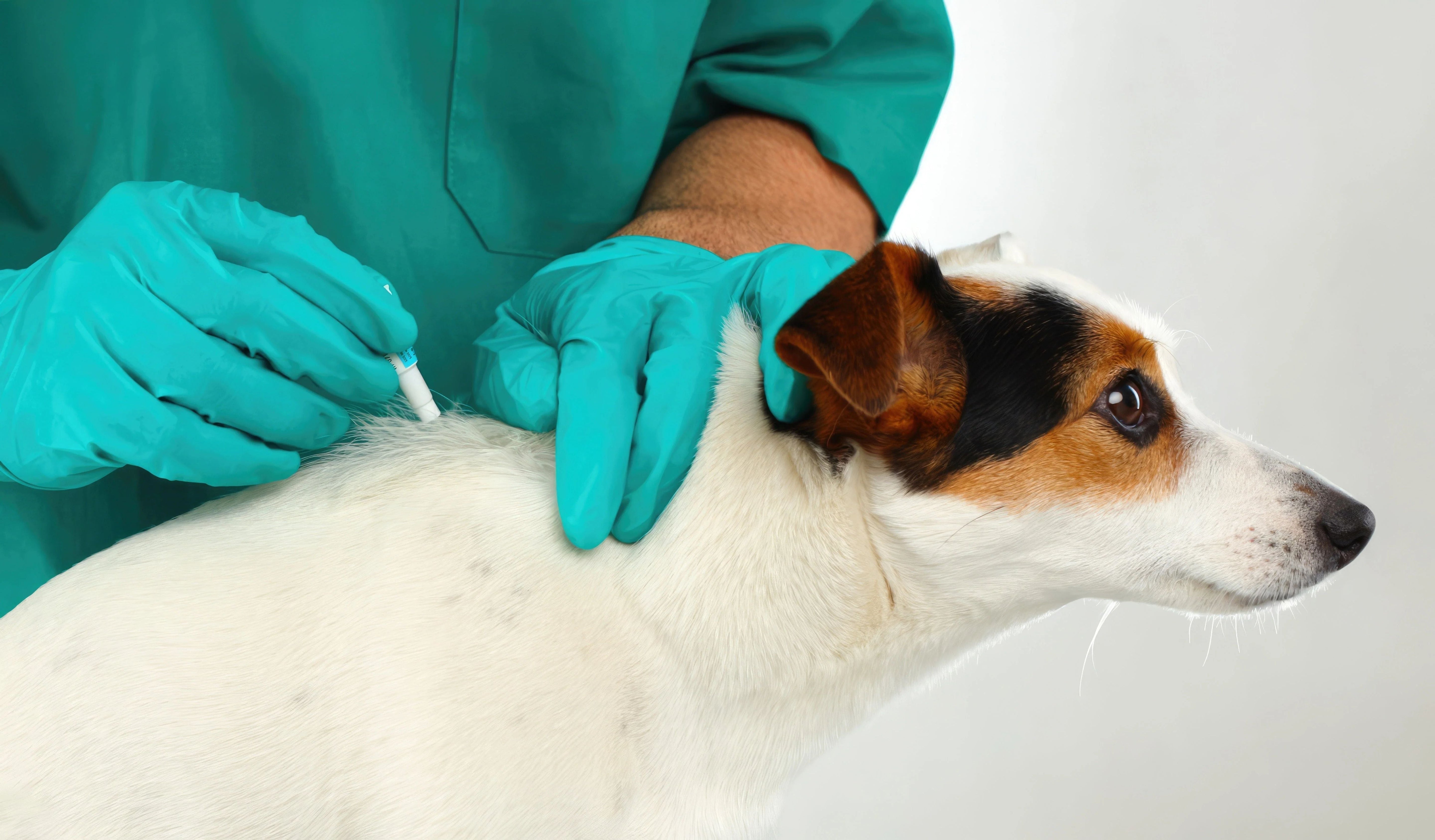 Flea & Tick Medications Explained: How They Work and Why Missing Doses Matters - Pets Drug Mart