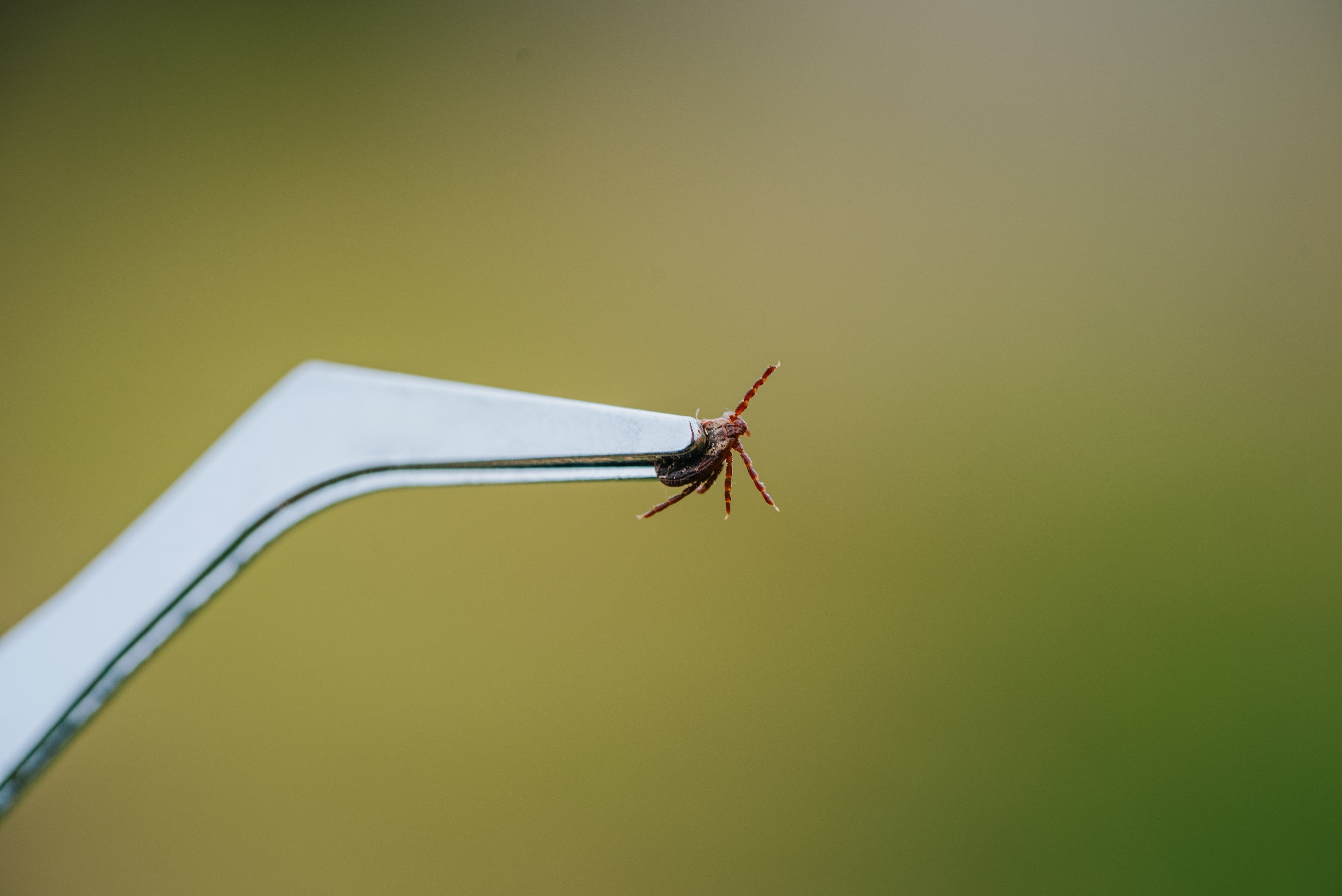 Flea & Tick Season Isn’t Just Summer Anymore: A Canadian Pet Owner’s Guide - Pets Drug Mart