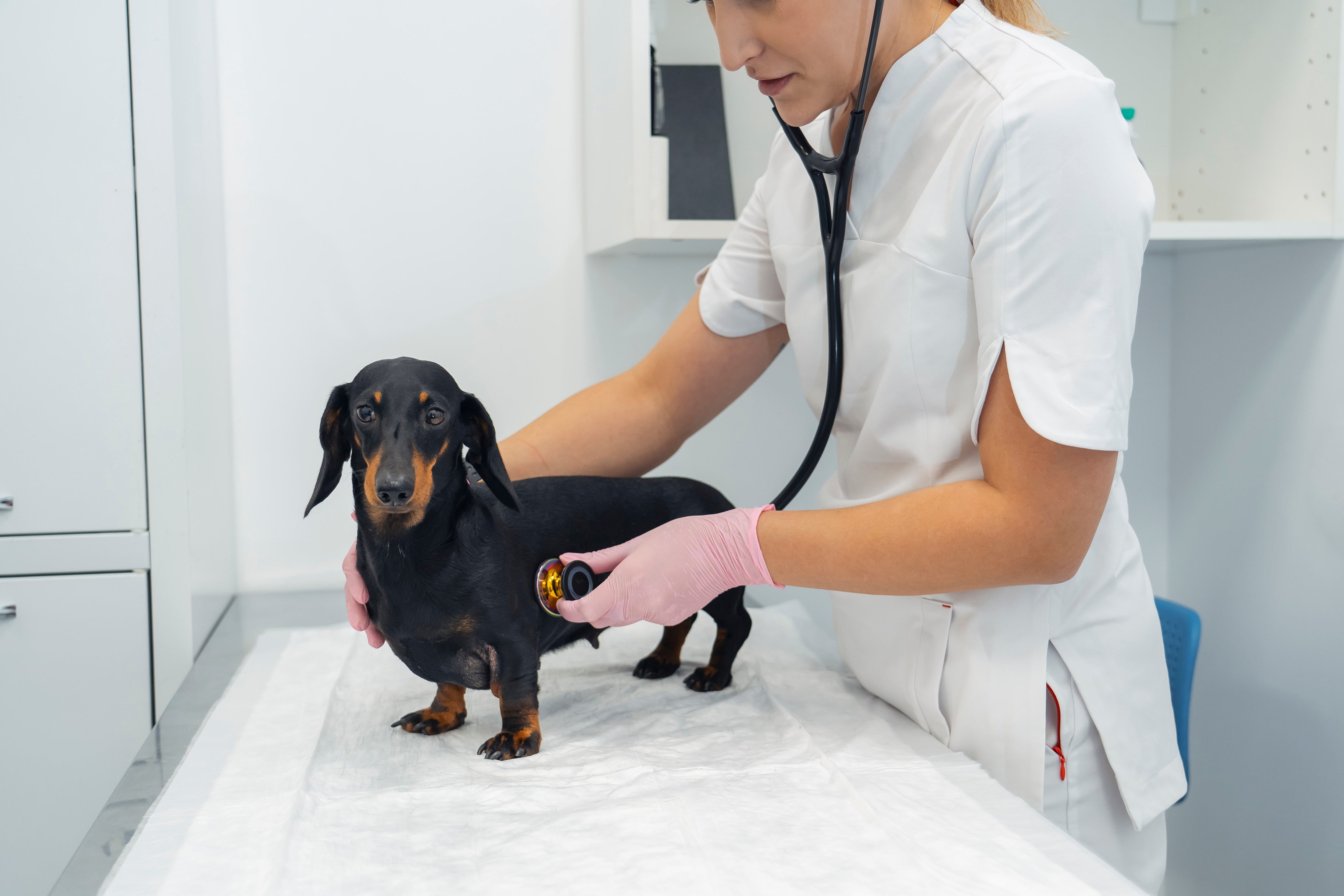 Heart Health for Pets: How to Keep Your Dog or Cat Healthy This February - Pets Drug Mart