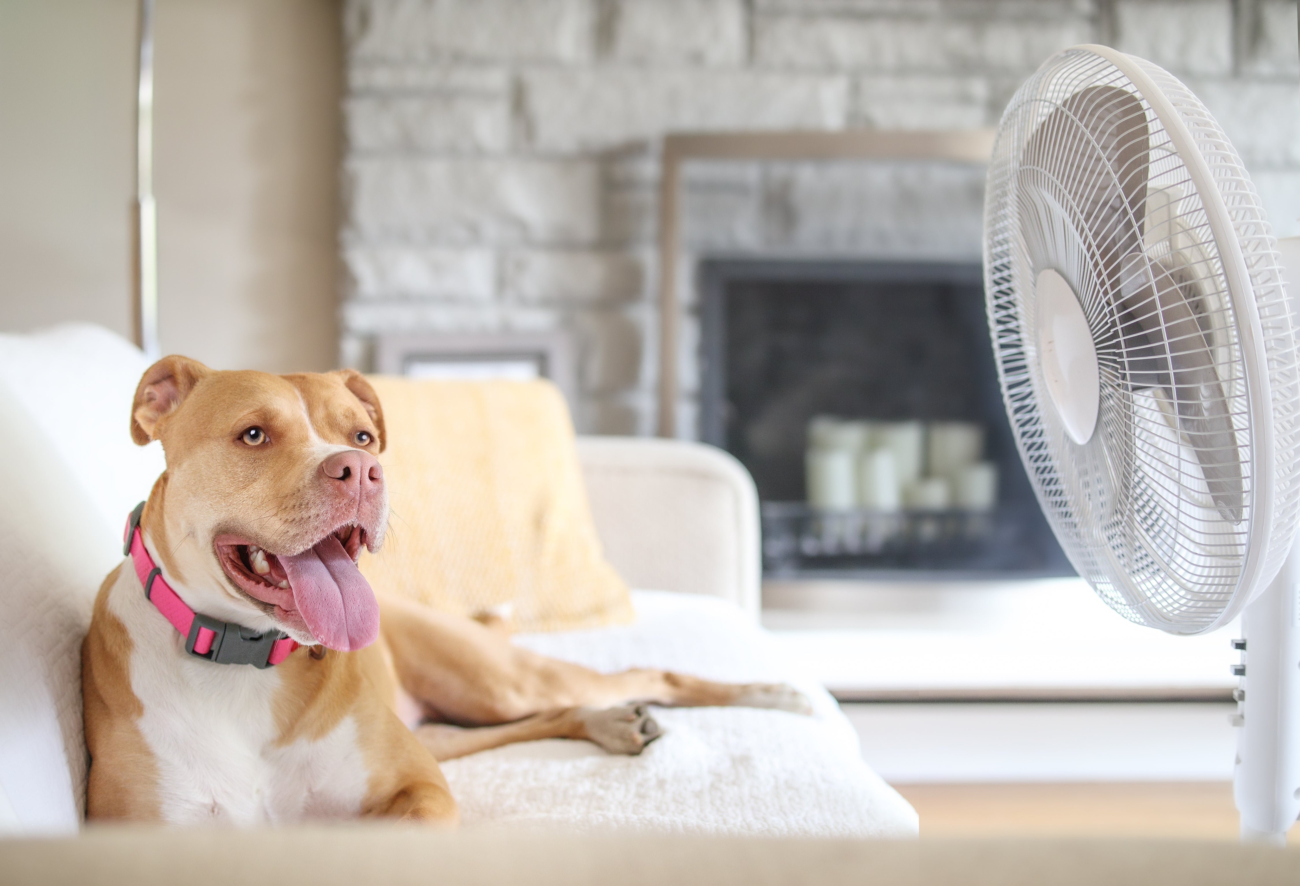 Heat Safety for Pets: What Every Owner Should Know - Pets Drug Mart