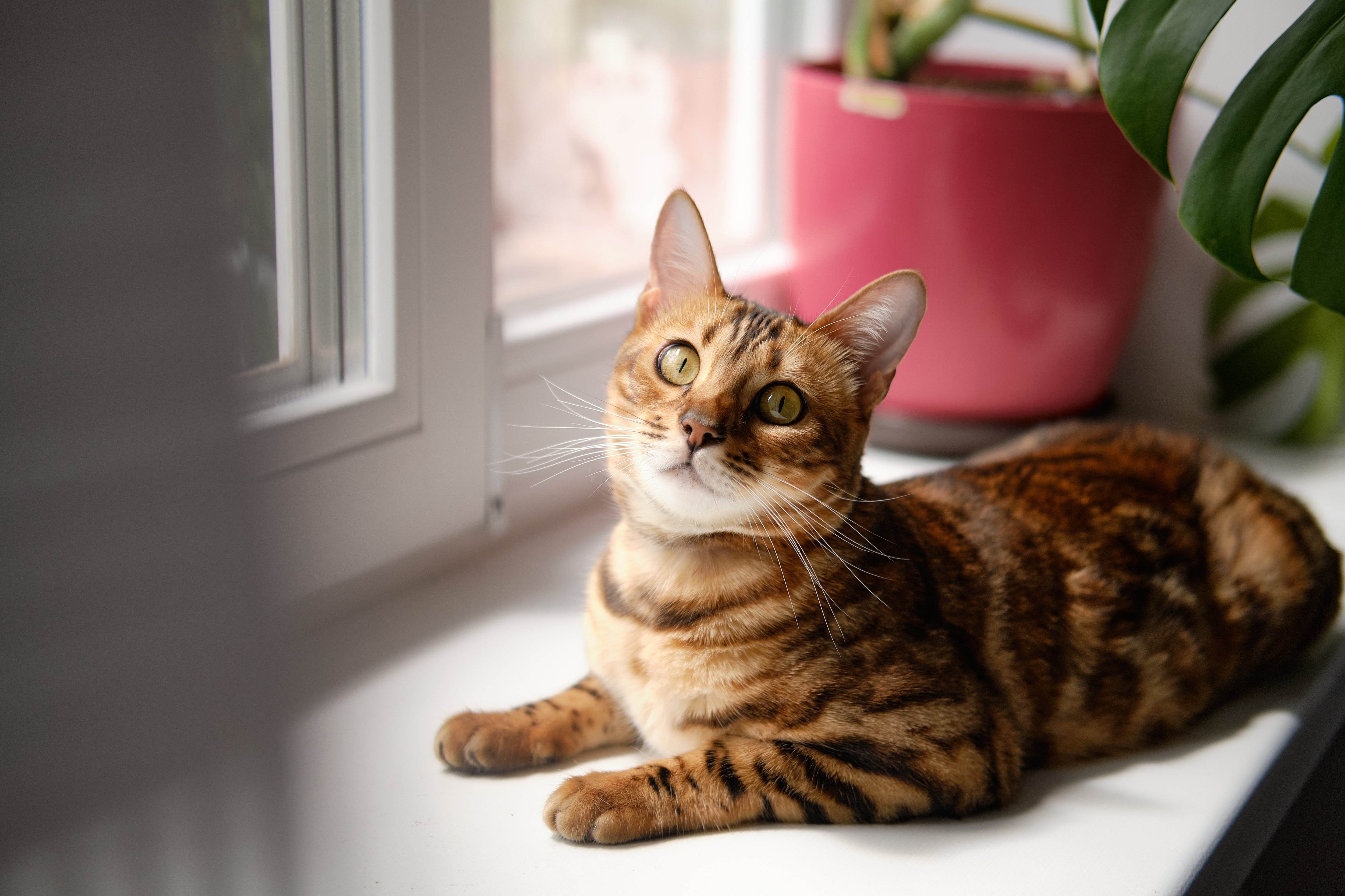 Indoor Cats & Parasite Prevention: Do They Need It? - Pets Drug Mart